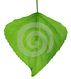 Green leaf. Macro.