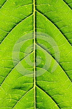 Green Leaf macro