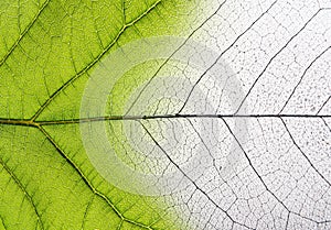 Green leaf macro.