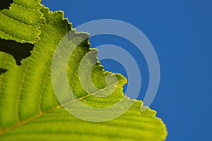 Green leaf macro