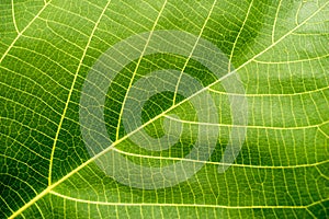 Green Leaf Macro