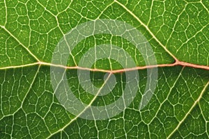 Green leaf macro backgroud texture close up