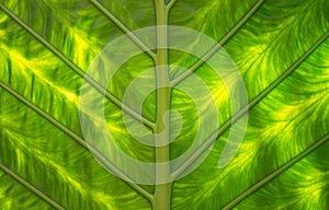 Green leaf macro background