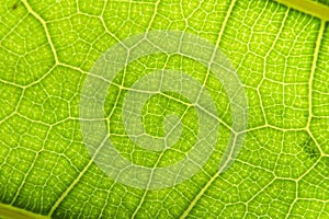 Green leaf macro background. Closeup texture and pattern of organic plant. Selected focus. Nature, foliage, biology