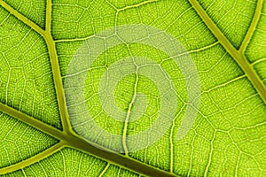 Green leaf macro background. Closeup texture and pattern of organic plant. Selected focus. Nature, foliage, biology