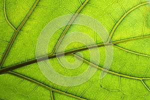 Green leaf macro background. Closeup texture and pattern of organic plant. Selected focus. Nature, foliage, biology