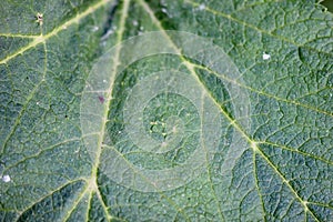 Green leaf macro background texture