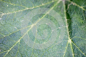 Green leaf macro background texture