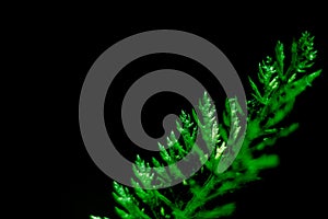 Green leaf macro on black background