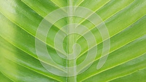 Green leaf macro close up background