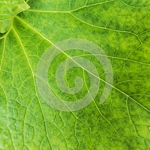 Green Leaf Macro Closeup
