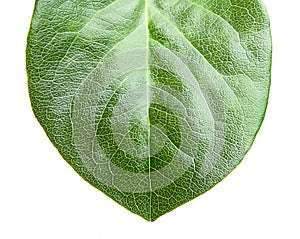 Green leaf macro closeup