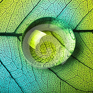 Green leaf macro with drops