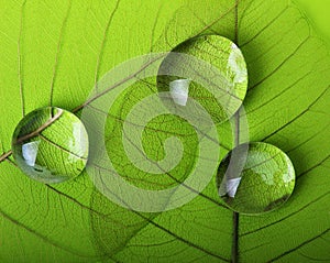 Green leaf macro with drops