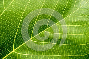 Green Leaf Macro photo