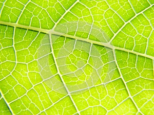 Green leaf macro lines