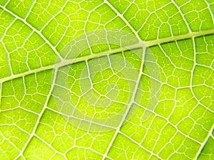 Green leaf macro lines photo