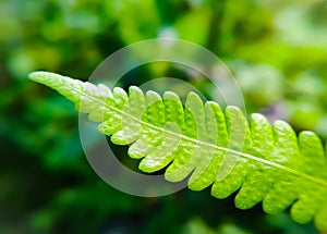 Green leaf macro photography close up macro Extreme