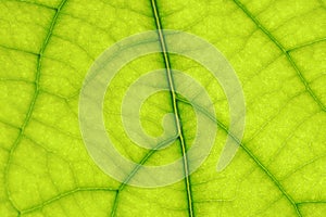 Green leaf, macro shot, green leaf texture, background. Selective focus