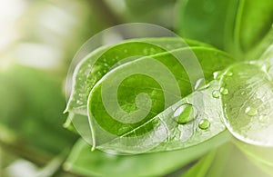 Green leaf macro shot with large beautiful drops of transparent rain water or dew with sun rays or glare. Beautiful leaf texture