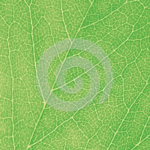 Green Leaf Macro Textured Closeup Large Detailed Abstract Background Texture Pattern Detail