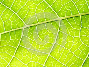 Green leaf macro vains bright