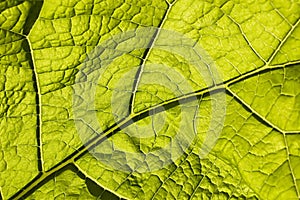 Green leaf with macro venation