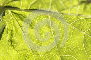 Green leaf macro wallpaper photo