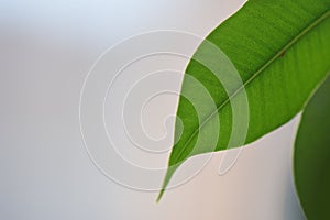 Green leaf macro on white background