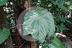 Green leaf of Mallotus barbatus MÃ¼ll. Arg. in the forest