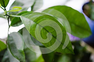 Green leaf. Mandarin. Mandarin leaves. Mandarin on the window