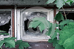 Green leaf of maple tree covering small broken window with red frame and window shades torn apart. Detail of an old abandoned