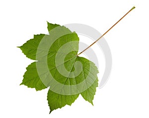 Green leaf of maple tree isolated on white backg