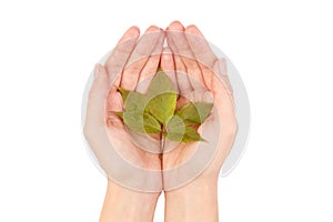 Green leaf of maple tree isolated on white background.