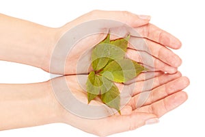 Green leaf of maple tree isolated on white background.