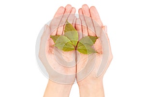 Green leaf of maple tree isolated on white background.