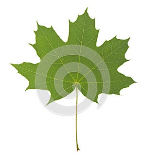 Green leaf of maple tree isolated on white background close-up