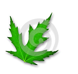 Green leaf of mapple isolated