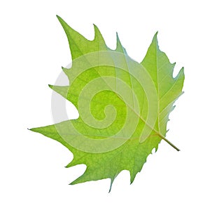 Green leaf of  mapple tree isolated in white background