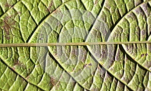 Green Leaf Midrib photo