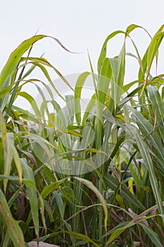 green leaf of millets crop standing vertical