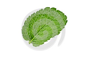 Green leaf of mint with water drops isolated on white background. Close up, copy space, top view