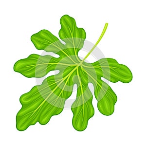 Green Leaf of Momordica or Bitter Melon Tropical Plant Vector Illustration