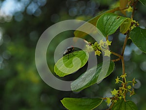 Green leaf of monkey apple.