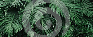 green leaf monstera background texture