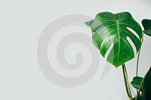 Green leaf of a monstera flowerpot with water drops close-up on a white background. Natural background with empty place