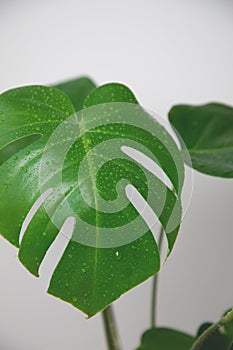 Green leaf of a monstera flowerpot with water drops close-up on a white background. Natural background. Home gardening
