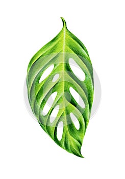 Green leaf of monstera obliqua. photo