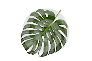 Green leaf,  monstera with water drops on a white background