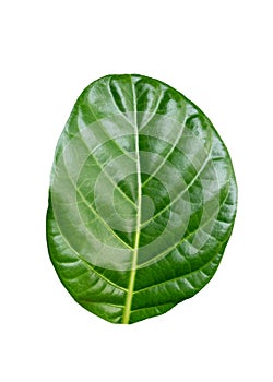 Green leaf of Morinda Citrifolia, Noni fruit